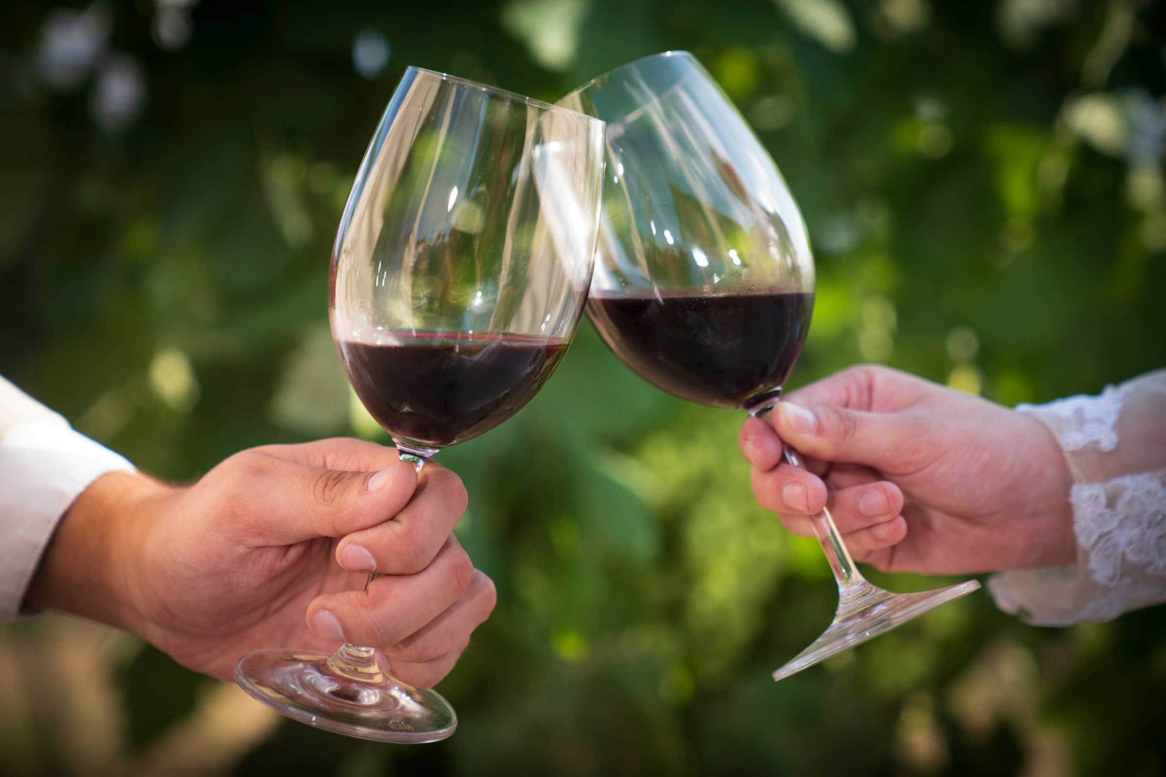 Brindisi con due calici di vino rosso tra il verde delle vigne