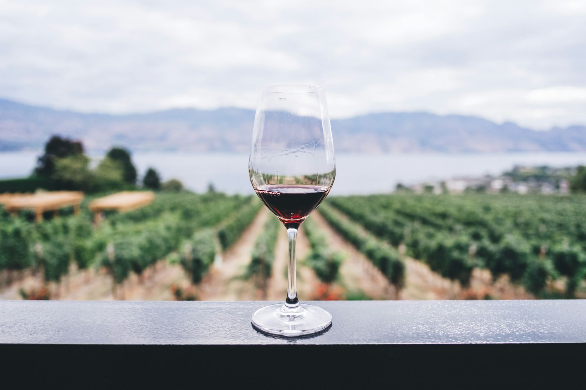 Calice di vino rosso affacciato su un vigneto, con il lago e le montagne sullo sfondo